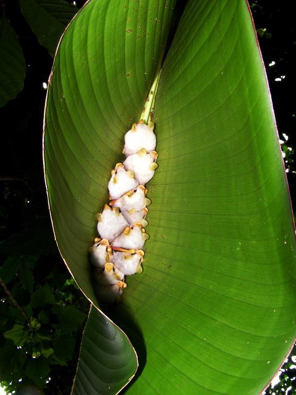 Tirimbina Rainforest Lodge Sarapiquí