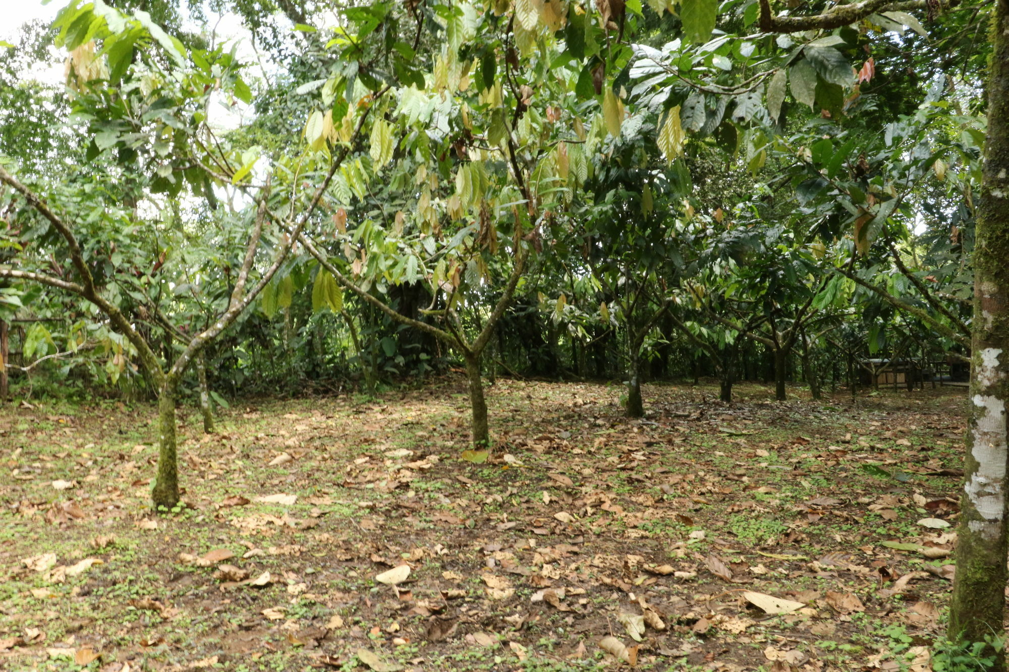 Tirimbina Rainforest *
